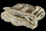 cretaceous Fossil Fish (Xiphactinus) Vertebra - Kansas #113017-2